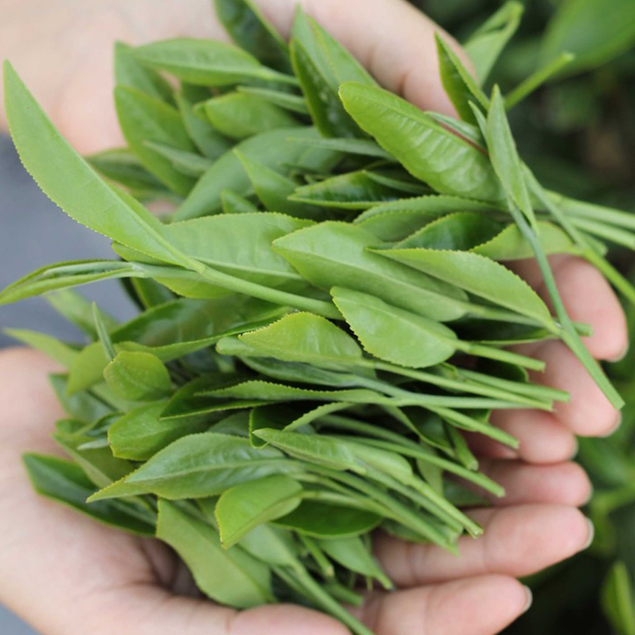 贵妃乌龙茶 65g